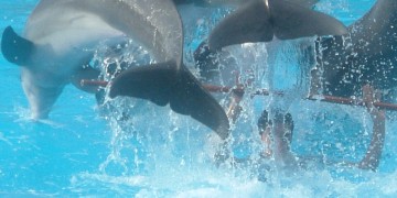 Marineland Mallorca - Dyrparken med havdyr